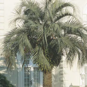 Pindo Palm