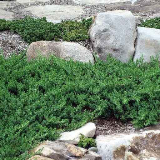 Blue Pacific Juniper