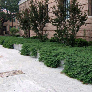 Blue Pacific Juniper