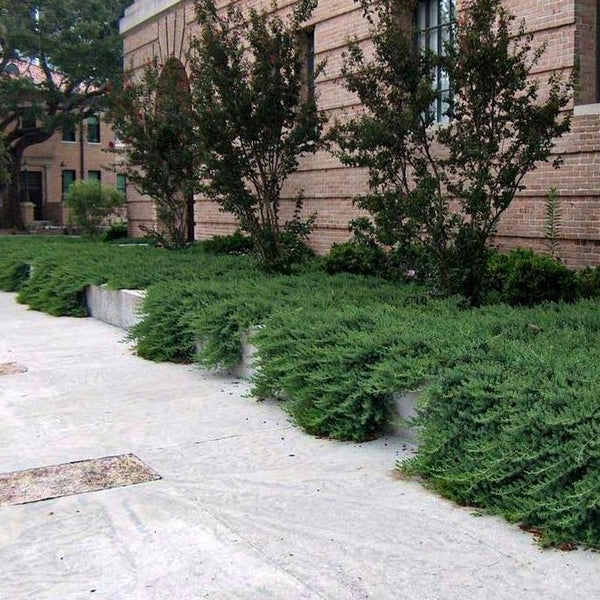 Blue Pacific Juniper