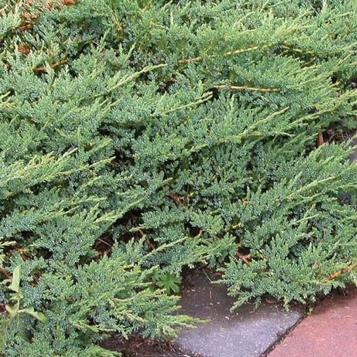 Blue Rug Juniper