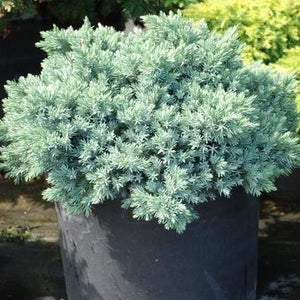 Blue Star Juniper