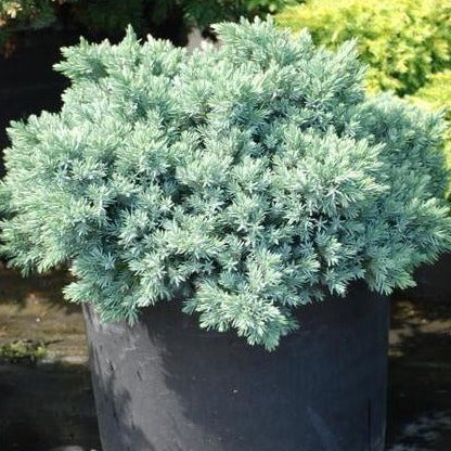 Blue Star Juniper