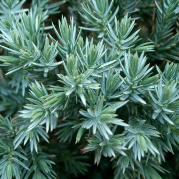Blue Star Juniper