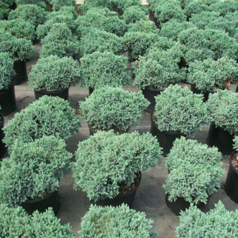 Blue Star Juniper