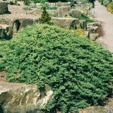 Dwarf Japanese Garden Juniper