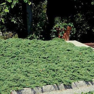 Dwarf Japanese Garden Juniper