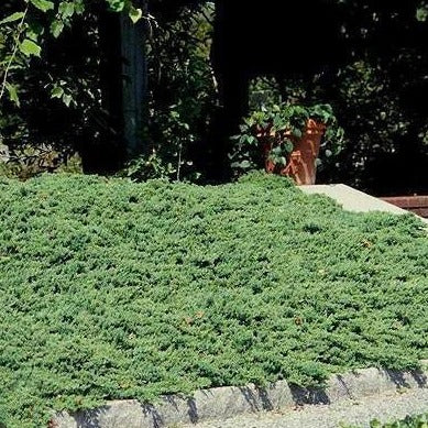 Dwarf Japanese Garden Juniper