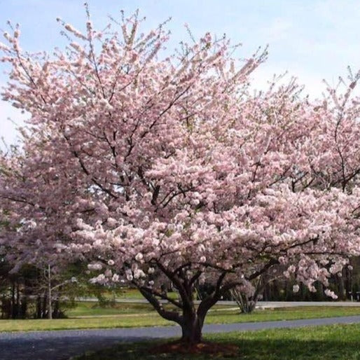 YOSHINO Yoshino Cherry Tree | Yoshino Cherry Tree for Sale - 6-7