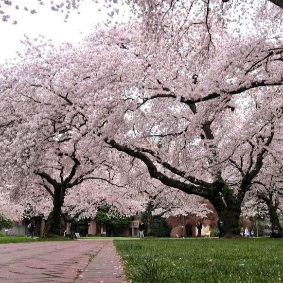 japanese cherry blossom leaves