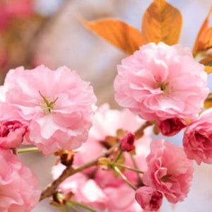 Kwanzan Cherry Tree Blooms