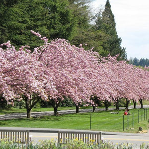 Kwanzan Cherry Trees