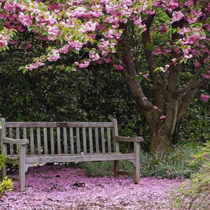 Kwanzan Cherry Tree overhanging bench