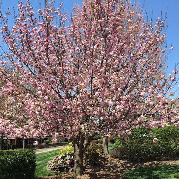 Kwanzan Cherry Tree