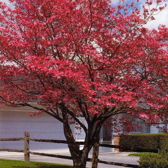 Red Dogwood Tree