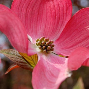 Red Dogwood Tree