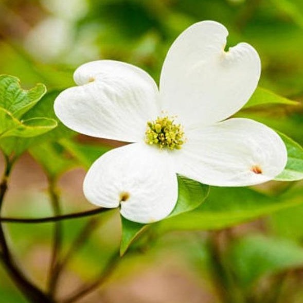 White Dogwood Tree