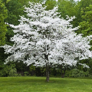 4.5' White Flowering Dogwood Centerpiece Tree