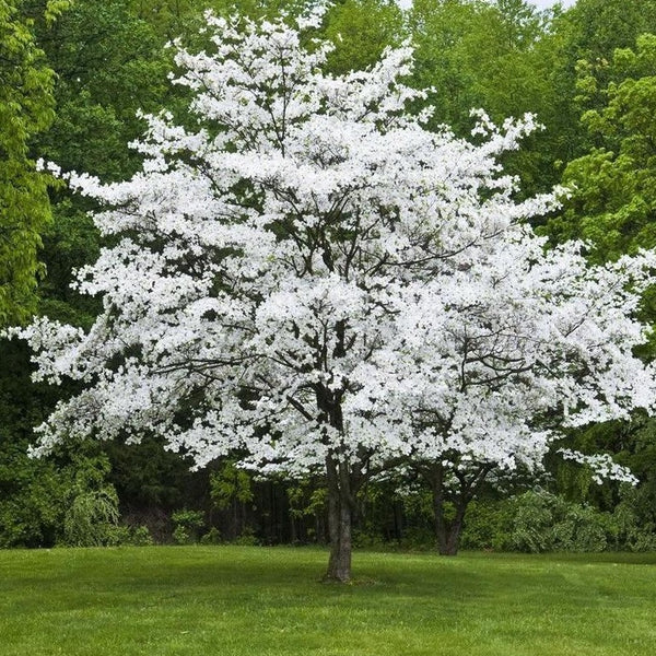 white flowering trees