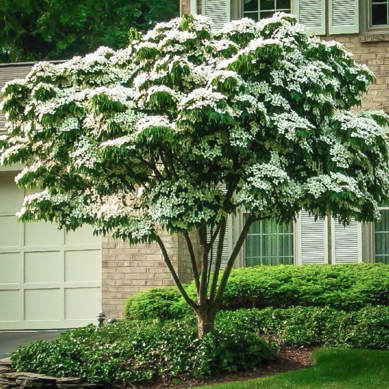 plant dogwood near house White Kousa Dogwood Tree | Stunning White Blooms