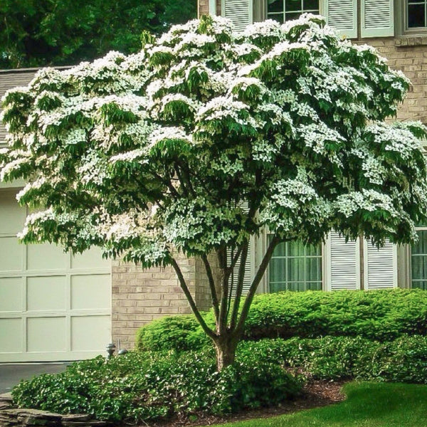 can you plant a dogwood next to your house White Kousa Dogwood Tree | Stunning White Blooms