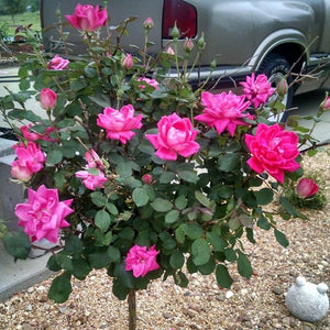 Pink Double Knock Out Rose Tree