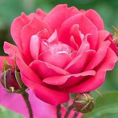 Pink Double Knock Out Rose Tree