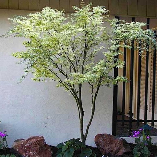 Butterfly Japanese Maple PlantingTree