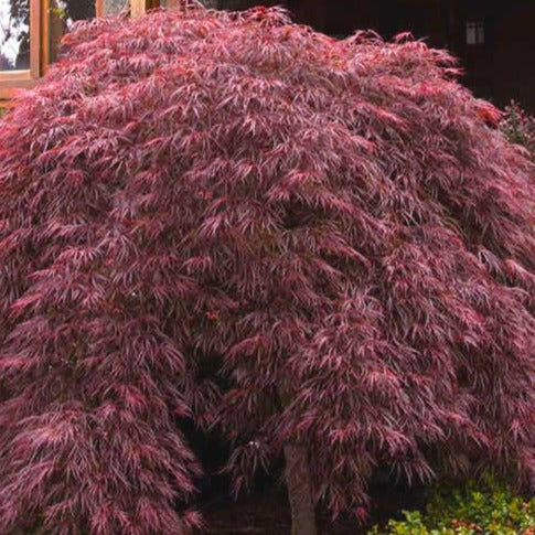 Crimson King Japanese Maple