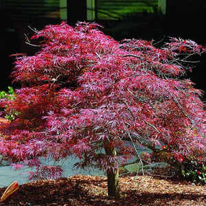 Inaba Shidare Japanese Maple