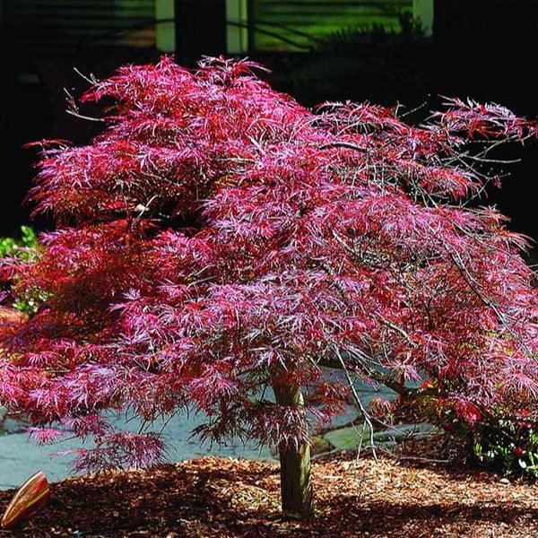 Inaba Shidare Japanese Maple