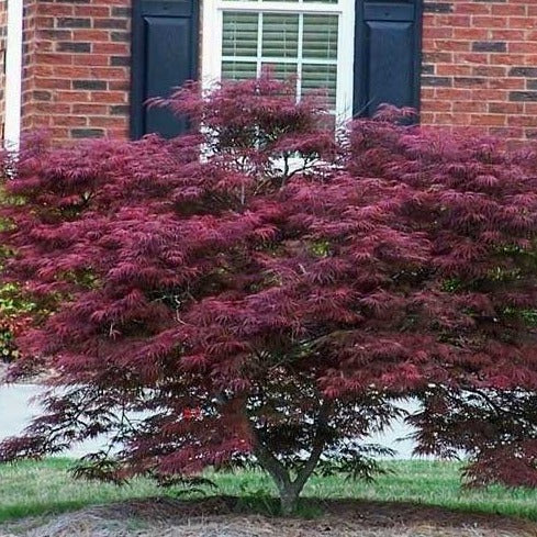 Tamukeyama Japanese Maple