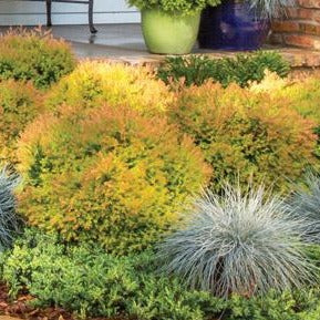 Fire Chief Arborvitae