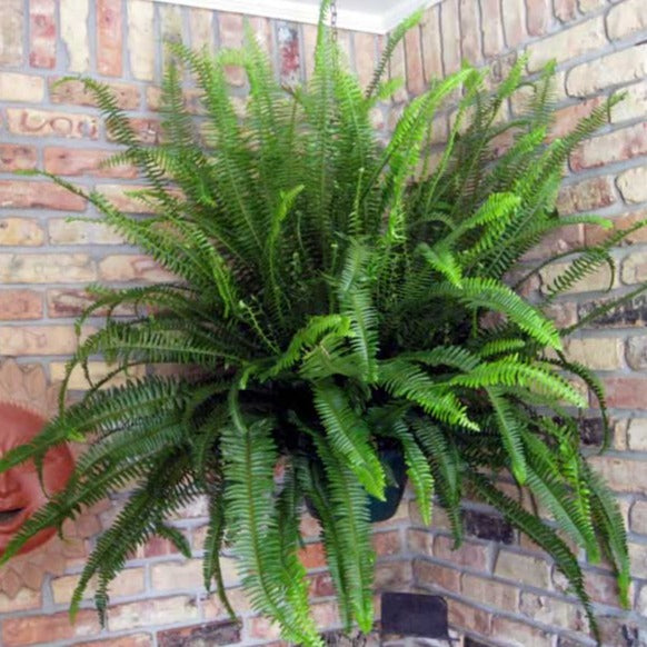 Kimberly Queen Fern