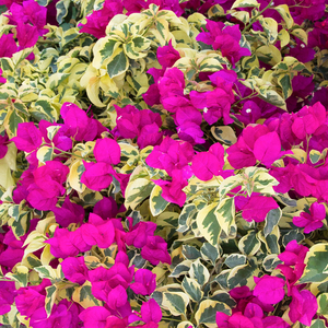 Raspberry Ice Bougainvillea