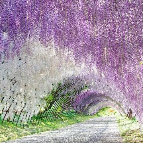 Amethyst Falls Wisteria Vine