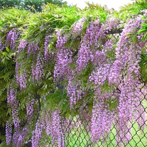Amethyst Falls Wisteria Vine on fence