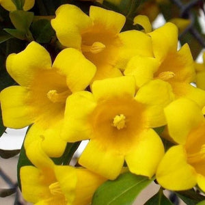 Carolina Yellow Jessamine