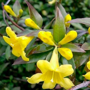 Carolina Yellow Jessamine