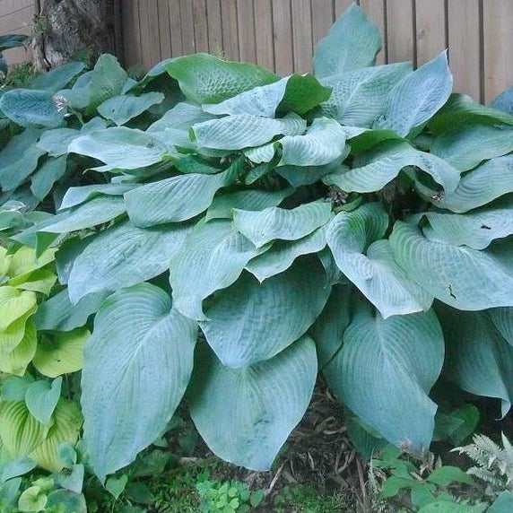 elephant ear plant hosta Big Daddy Hosta | Big Daddy Hosta Plant