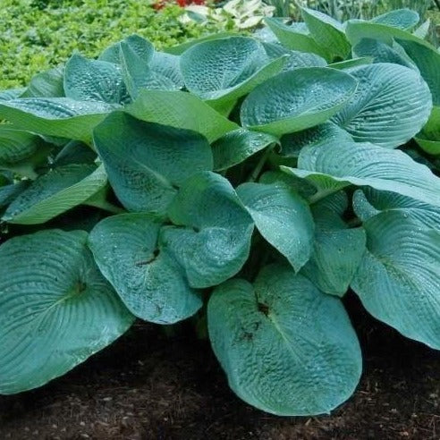 Big Daddy Hosta