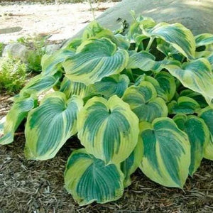 Earth Angel Hosta