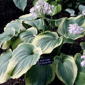 Earth Angel Hosta