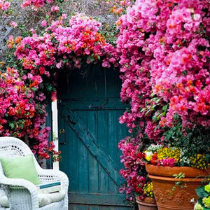 Raspberry Ice Bougainvillea