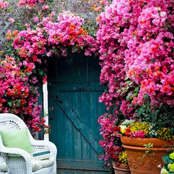 Raspberry Ice Bougainvillea