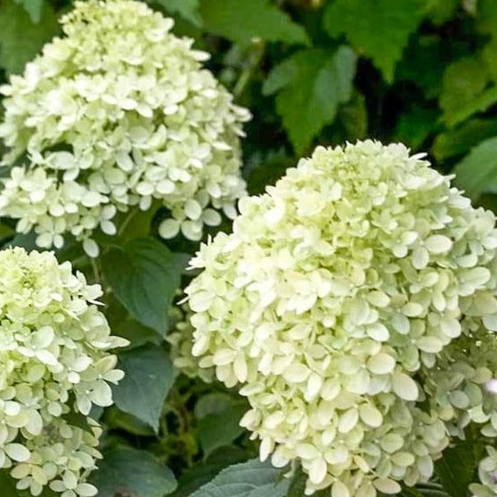 Little Lime Hydrangea