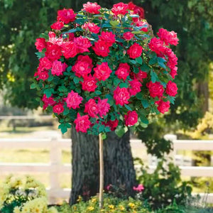 Double Knock Out Rose Tree