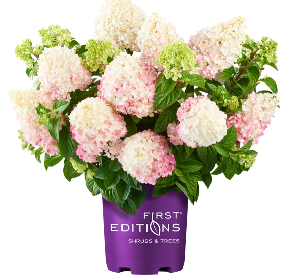 Vanilla Strawberry Hydrangea