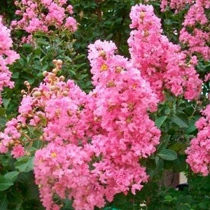 Plum Magic Crape Myrtle