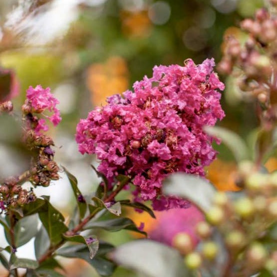 Plum Magic Crape Myrtle